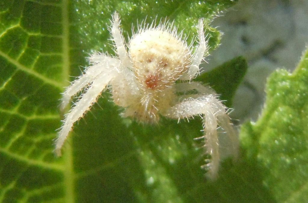 Giovane Heriaeus sp. - Reggia di Caserta (CE)